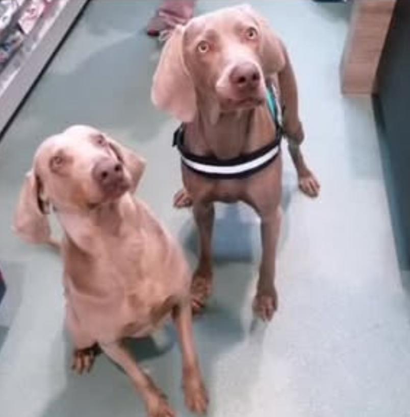 Nina e Flaco